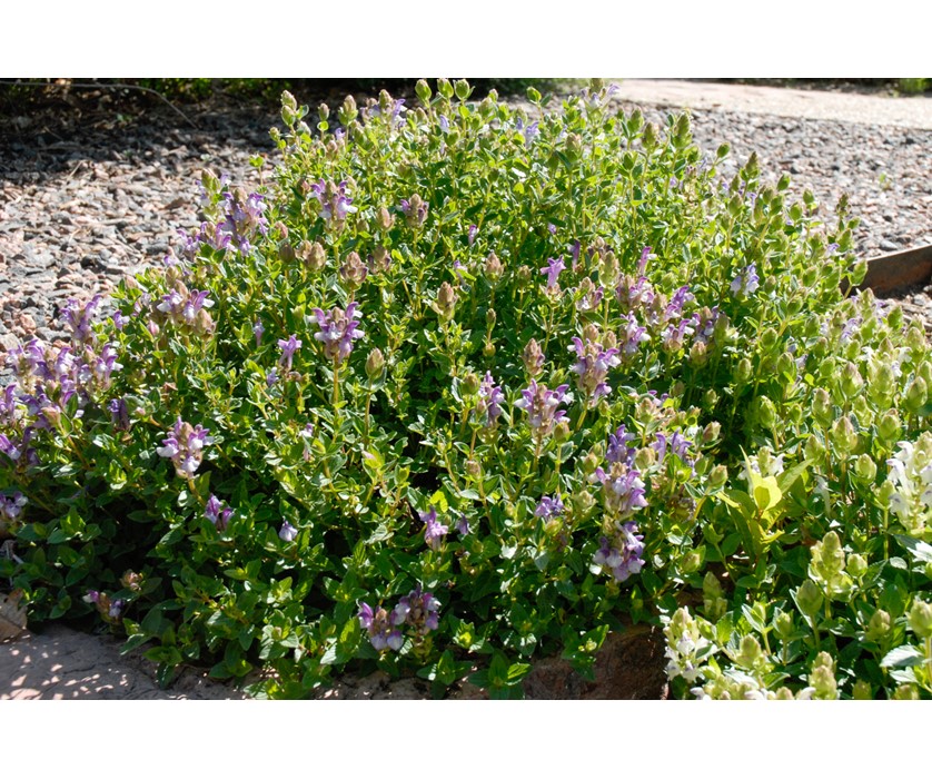 Alpine Skullcap